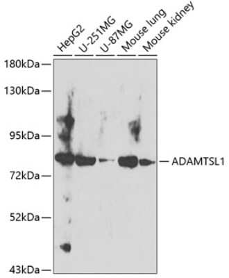 Western Blot ADAMTSL-1/Punctin Antibody - BSA Free