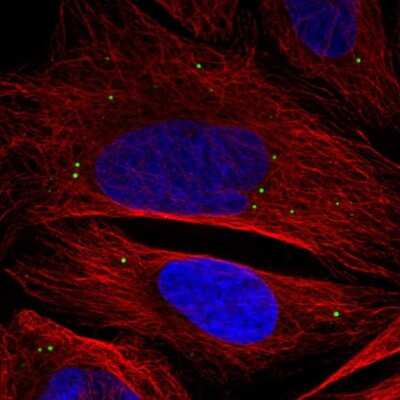 Immunocytochemistry/ Immunofluorescence ADAMTSL3 Antibody - BSA Free