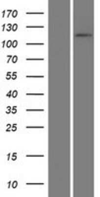 Western Blot: ADAMTSL4 Overexpression Lysate (Adult Normal) [NBP2-06735] Left-Empty vector transfected control cell lysate (HEK293 cell lysate); Right -Over-expression Lysate for ADAMTSL4.