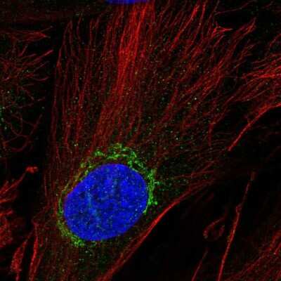 Immunocytochemistry/Immunofluorescence: ADAMTSL5 Antibody [NBP1-93438] - Staining of human cell line BJ shows localization to the Golgi apparatus. Antibody staining is shown in green.