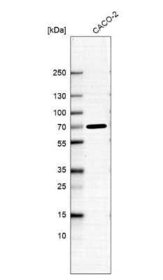 Western Blot: ADAMTSL5 Antibody [NBP1-93438] -  Analysis in human cell line CACO-2.