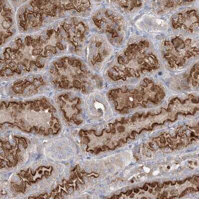 Immunohistochemistry-Paraffin: ADCK2 Antibody [NBP1-82736] - Staining of human kidney shows strong luminal membranous positivity in tubule cells.