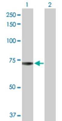 Western Blot: ADCK2 Antibody [H00090956-D01P] - Analysis of ADCK2 expression in transfected 293T cell line by ADCK2 polyclonal antibody.Lane 1: ADCK2 transfected lysate(69.00 KDa).Lane 2: Non-transfected lysate.