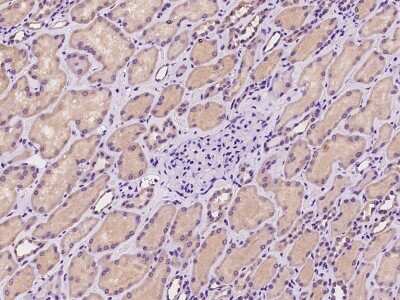 Immunohistochemistry-Paraffin: ADCK4 Antibody [NBP2-98583] - Immunochemical staining of human ADCK4 in human kidney with rabbit polyclonal antibody at 1:100 dilution, formalin-fixed paraffin embedded sections.