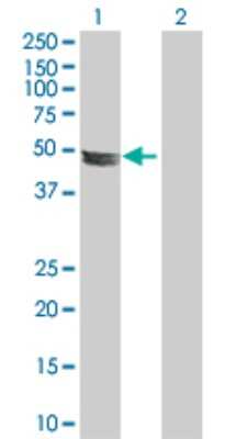 Western Blot: ADCK4 Antibody [H00079934-D01P] - Analysis of ADCK4 expression in transfected 293T cell line by ADCK4 polyclonal antibody.Lane 1: ADCK4 transfected lysate(55.90 KDa).Lane 2: Non-transfected lysate.