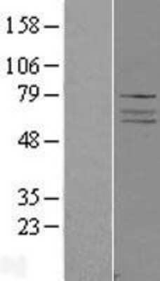 Western Blot: ADCK4 Overexpression Lysate (Adult Normal) [NBL1-07326] Left-Empty vector transfected control cell lysate (HEK293 cell lysate); Right -Over-expression Lysate for ADCK4.