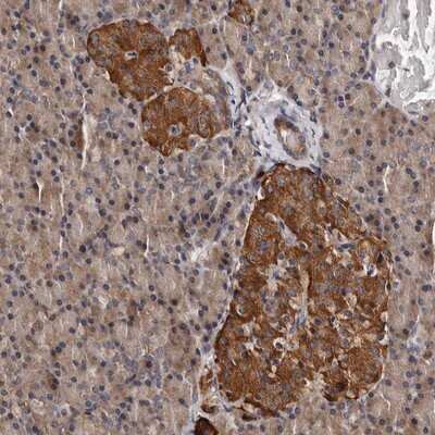 Immunohistochemistry-Paraffin: ADCK5 Antibody [NBP1-83500] - Staining of human pancreas shows strong cytoplasmic positivity in islet cells.
