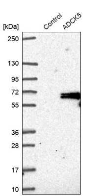 Western Blot: ADCK5 Antibody [NBP1-83500] - Analysis in control (vector only transfected HEK293T lysate) and ADCK5 over-expression lysate (Co-expressed with a C-terminal myc-DDK tag (3.1 kDa) in mammalian HEK293T cells).