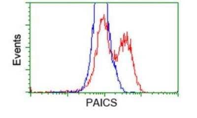 Flow Cytometry: ADE2 Antibody (OTI1B4) - Azide and BSA Free [NBP2-71610] - HEK293T cells transfected with overexpress plasmid (Red) or empty vector control plasmid (Blue) were immunostained by anti-PAICS antibody and then analyzed by flow cytometry.