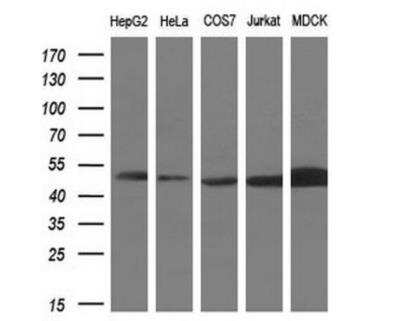 Western Blot: ADE2 Antibody (OTI1B4) - Azide and BSA Free [NBP2-71610] - Analysis of extracts (10ug) from 5 different cell lines by using anti-PAICS monoclonal antibody at 1:200 dilution.