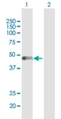 Western Blot: ADE2 Antibody [H00010606-D01P] - Analysis of PAICS expression in transfected 293T cell line by PAICS polyclonal antibody.Lane 1: PAICS transfected lysate(47.10 KDa).Lane 2: Non-transfected lysate.