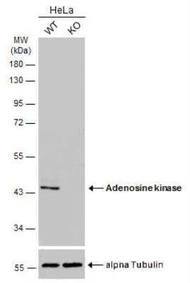 Western Blot: ADK Antibody [NBP1-31802] - Wild-type (WT) and Adenosine kinase knockout (KO) HeLa cell extracts (30 ug) were separated by 10% SDS-PAGE, and the membrane was blotted with Adenosine kinase antibody diluted at 1:500. HRP-conjugated anti-rabbit IgG antibody was used to detect the primary antibody.