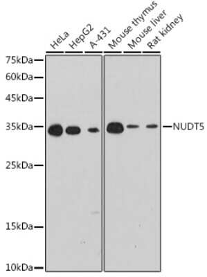 Western Blot: ADP-Sugar Pyrophosphatase/NUDT5 Antibody (7Y9M2) [NBP3-15284] - Western blot analysis of extracts of various cell lines, using ADP-Sugar Pyrophosphatase/NUDT5 antibody (NBP3-15284) at 1:1000 dilution. Secondary antibody: HRP Goat Anti-Rabbit IgG (H+L) at 1:10000 dilution. Lysates/proteins: 25ug per lane. Blocking buffer: 3% nonfat dry milk in TBST. Detection: ECL Basic Kit. Exposure time: 180s.