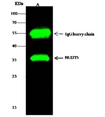 Immunoprecipitation: ADP-Sugar Pyrophosphatase/NUDT5 Antibody [NBP3-00064] - ADP-Sugar Pyrophosphatase/NUDT5 was immunoprecipitated using: Lane A: 0.5 mg Hela Whole Cell Lysate. 2 ul anti-ADP-Sugar Pyrophosphatase/NUDT5 rabbit polyclonal antibody and 15 ul of 50 % Protein G agarose. Primary antibody: Anti-ADP-Sugar Pyrophosphatase/NUDT5 rabbit polyclonal antibody, at 1:200 dilution. Secondary antibody: Dylight 800-labeled antibody to rabbit IgG (H+L), at 1:5000 dilution. Developed using the Odyssey technique. Performed under reducing conditions. Predicted band size: 24 kDa. Observed band size: 35 kDa