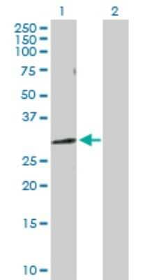 Western Blot: ADP-Sugar Pyrophosphatase/NUDT5 Antibody [H00011164-D01P] - Analysis of NUDT5 expression in transfected 293T cell line by NUDT5 polyclonal antibody.Lane 1: NUDT5 transfected lysate(24.30 KDa).Lane 2: Non-transfected lysate.