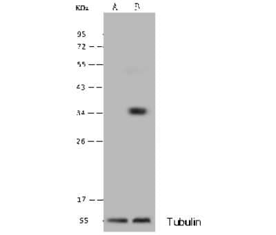 <b>Genetic Strategies Validation. </b>Western Blot: ADP-Sugar Pyrophosphatase/NUDT5 Antibody [NBP3-00064] - Anti-ADP-Sugar Pyrophosphatase/NUDT5 rabbit polyclonal antibody at 1:500 dilution. Lane A: Hela Whole Cell Lysate. Lysates/proteins at 30 ug per lane. Secondary Goat Anti-Rabbit IgG H&L (Dylight 800) at 1/10000 dilution. Developed using the Odyssey technique. Performed under reducing conditions. Predicted band size: 24 kDa. Observed band size: 35 kDa