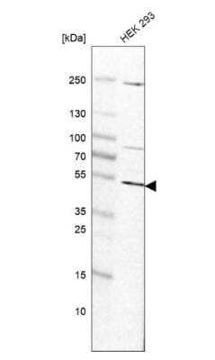 Western Blot: ADPGK Antibody [NBP1-91653] - Analysis in human cell line HEK 293.