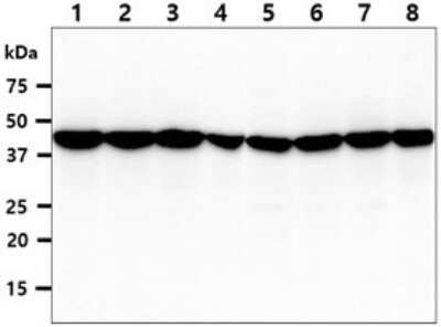 Western Blot: ADRM1 Antibody (34C2) [NBP2-59402] - Lane 1: MCF7 cell lysates, Lane 2: HeLa cell lysates, Lane 3: K562 cell lysates, Lane 4: PC3 cell lysates, Lane 5: 293T cell lysates, Lane 6: HepG2 cell lysates, Lane 7: Jurkat cell lysates, Lane 8: U87MG cell lysates