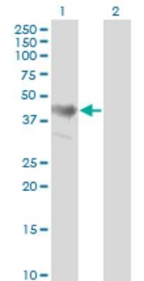 Western Blot: ADRM1 Antibody (3D11) [H00011047-M02] - Analysis of ADRM1 expression in transfected 293T cell line by ADRM1 monoclonal antibody (M02), clone 3D11.Lane 1: ADRM1 transfected lysate(42.2 KDa).Lane 2: Non-transfected lysate.