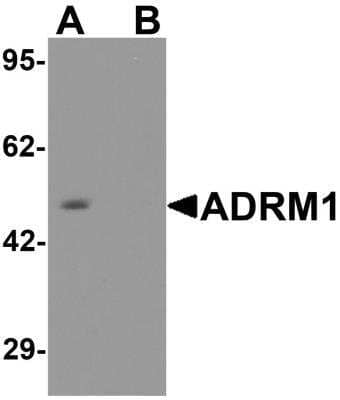 Western Blot: ADRM1 Antibody [NBP2-81769] - Analysis of ADRM1 in EL cell lysate with ADRM1 antibody at 1 ug/ml in (A) the absence and (B) the presence of blocking peptide.