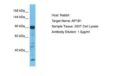 Western Blot: ADTB1 Antibody [NBP2-86958] - Host: Rabbit. Target Name: AP1B1. Sample Type: 293T Whole Cell lysates. Antibody Dilution: 1.0ug/ml