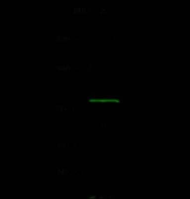 Western Blot: ADTB1 Antibody [NBP2-99079] - Anti-ADTB1 rabbit polyclonal antibody at 1:500 dilution. Lane A: NIH3T3 Whole Cell Lysate. Lysates/proteins at 10 ug per lane. Secondary Goat Anti- Rabbit  IgG H&L (Dylight 800)  at 1/10000 dilution. Developed using the Odyssey technique. Performed under reducing conditions. Predicted band size: 105 kDa. Observed band size: 105 kDa