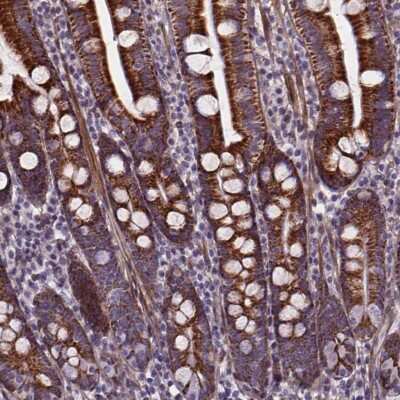 Immunohistochemistry-Paraffin: AE Binding Protein 1/ACLP Antibody [NBP2-49398] - Staining of human duodenum shows moderate positivity in glandular cells.