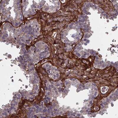 <b>Orthogonal Strategies Validation. </b>Immunohistochemistry-Paraffin: AE Binding Protein 1/ACLP Antibody [NBP2-49432] - Staining of human seminal vesicle shows high expression.