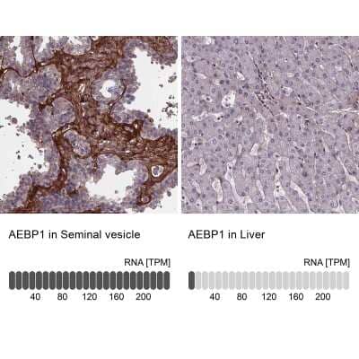 Immunohistochemistry-Paraffin: AE Binding Protein 1/ACLP Antibody [NBP2-49432] - Staining in human seminal vesicle and liver tissues using anti-AEBP1 antibody. Corresponding AEBP1 RNA-seq data are presented for the same tissues.