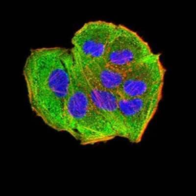 Immunocytochemistry/Immunofluorescence: AEBP2 Antibody (2D7B6) [NBP2-61822] - Analysis of Hela cells using AEBP2 mouse mAb (green). Blue: DRAQ5 fluorescent DNA dye. Red: Actin filaments have been labeled with Alexa Fluor- 555 phalloidin. Goat anti-Mouse IgG (H+L) DyLight 488 secondary antibody was used. 