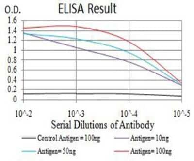 ELISA: AEBP2 Antibody (3E3C10) [NBP2-61835] - Black line: Control Antigen (100 ng);Purple line: Antigen (10ng); Blue line: Antigen (50 ng); Red line:Antigen (100 ng)