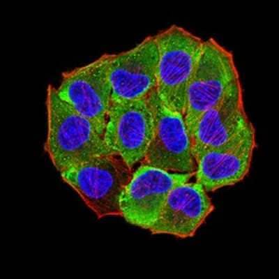 Immunocytochemistry/Immunofluorescence: AEBP2 Antibody (3E3C10) [NBP2-61835] - Analysis of Hela cells using AEBP2 mouse mAb (green). Blue: DRAQ5 fluorescent DNA dye. Red: Actin filaments have been labeled with Alexa Fluor- 555 phalloidin. Goat anti-Mouse IgG (H+L) DyLight 488 secondary antibody was used. 