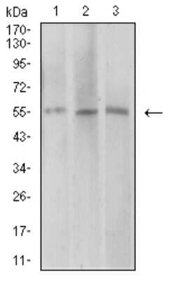 Western Blot: AEBP2 Antibody (3E3C10) [NBP2-61835] - Analysis using AEBP2 mouse mAb against COS7 (1), HepG2 (2), and SK-MES-1 (3) cell lysate.