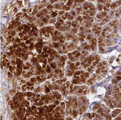 Immunohistochemistry: AEBP2 Antibody [NBP2-30712] - Staining of human pancreas shows strong cytoplasmic positivity in exocrine glandular cells.