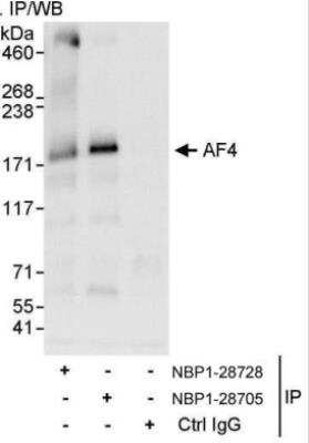 Immunoprecipitation AF4 Antibody