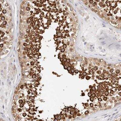 Immunohistochemistry: Afadin/AF-6 Antibody [NBP1-90221] - Staining of human testis shows strong cytoplasmic positivity in cells in seminiferus ducts.