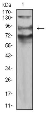 Western Blot: AFAP1L2 Antibody (2H6D1) [NBP2-61836] - Analysis using AFAP1L2 mouse mAb against A549 (1) cell lysate.
