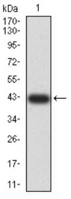Western Blot: AFAP1L2 Antibody (4E12D7) [NBP2-61837] - Analysis using AFAP1L2 mAb against human AFAP1L2 (AA: 674-818) recombinant protein. (Expected MW is 42.1 kDa)