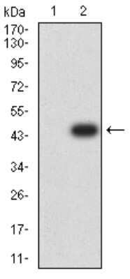 Western Blot: AFAP1L2 Antibody (4E12D7) [NBP2-61837] - Analysis using AFAP1L2 mAb against HEK293 (1) and AFAP1L2 (AA: 674-818)-hIgGFc transfected HEK293 (2) cell lysate.