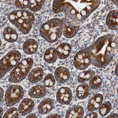 Immunohistochemistry-Paraffin: AFG3L2 Antibody [NBP1-87085] - Staining of human duodenum shows strong cytoplasmic positivity in glandular cells.