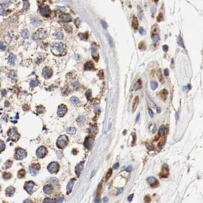 Immunohistochemistry-Paraffin: AFG3L2 Antibody [NBP1-87085] - Staining of human testis.