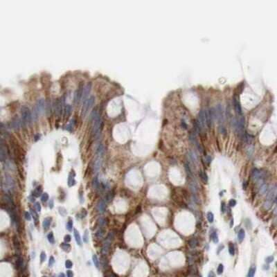 Immunohistochemistry-Paraffin: AFG3L2 Antibody [NBP1-87085] - Staining of human colon.