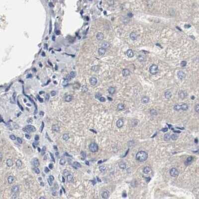 Immunohistochemistry-Paraffin: AFG3L2 Antibody [NBP1-87085] - Staining of human liver.