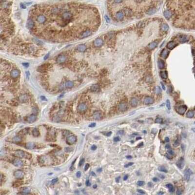 Immunohistochemistry-Paraffin: AFG3L2 Antibody [NBP1-87085] - Staining of human kidney.