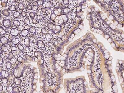 Immunohistochemistry-Paraffin: AFG3L2 Antibody [NBP2-97748] - Immunochemical staining of human AFG3L2 in human duodenum with rabbit polyclonal antibody at 1:1000 dilution, formalin-fixed paraffin embedded sections.