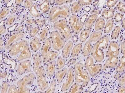 Immunohistochemistry-Paraffin: AFG3L2 Antibody [NBP2-97748] - Immunochemical staining of human AFG3L2 in human kidney with rabbit polyclonal antibody at 1:1000 dilution, formalin-fixed paraffin embedded sections.