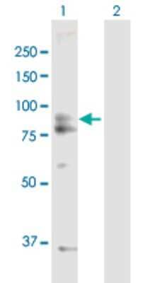 Western Blot: AFG3L2 Antibody [H00010939-B01P] - Analysis of AFG3L2 expression in transfected 293T cell line by AFG3L2 polyclonal antibody.  Lane 1: AFG3L2 transfected lysate(87.67 KDa). Lane 2: Non-transfected lysate.