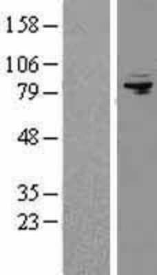 Western Blot: AFG3L2 Overexpression Lysate (Adult Normal) [NBL1-07374] Left-Empty vector transfected control cell lysate (HEK293 cell lysate); Right -Over-expression Lysate for AFG3L2.