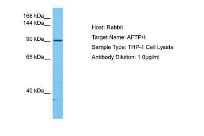 Western Blot: AFTPH Antibody [NBP2-84407] - Host: Rabbit. Target Name: AFTPH. Sample Tissue: Human THP-1 Whole Cell lysates. Antibody Dilution: 1ug/ml