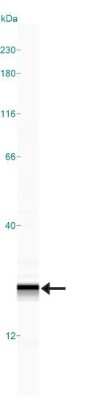 Simple Western: AG-2/AGR2 Antibody - Azide Free [NBP2-27392] - Simple Western lane view shows a specific band for AGR2 in 0.5 mg/ml of MCF-7 lysate.  This experiment was performed under reducing conditions using the 12-230 kDa separation system.